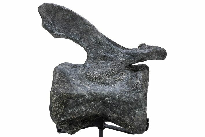 Sauropod Dinosaur (Camarasaurus) Caudal Vertebra - Colorado #222506